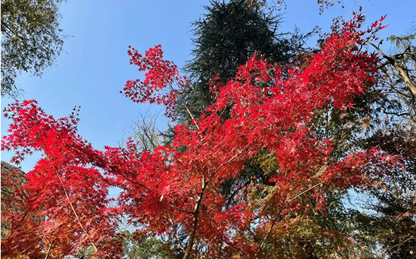 楓紅如火｜五星唯綠賞楓團建之旅